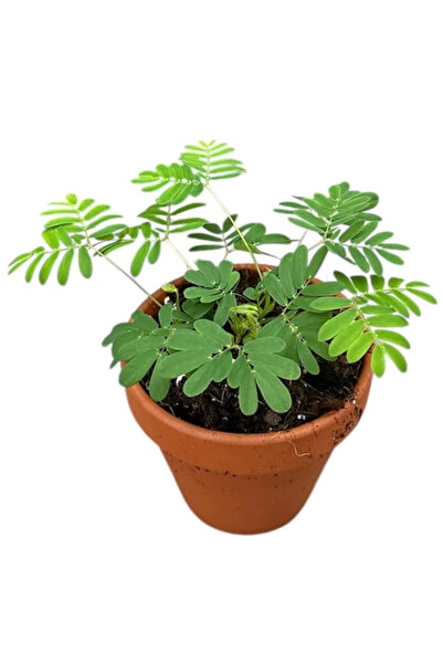 Eufloria Mimosa pudica Ø8cm