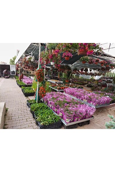 Mevsim Fidancılık Yediveren Kırmızı Çıtır Minyatür Gül Fidanı Bodur Gül 10-20 cm