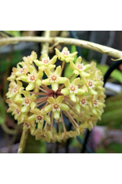 Eufloria Hoya quinquenervia Ø10.5cm