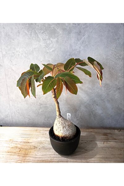 TULIN Phyllanthus Mirabilis - büyük boy