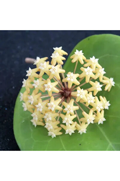 Eufloria Hoya surigaoensis EG 00897 Ø12cm