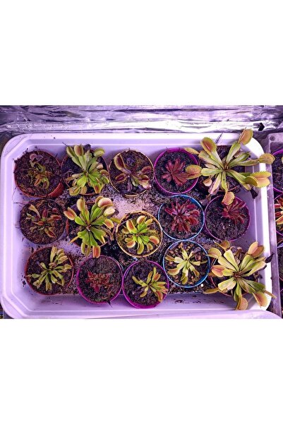 mobuflora Özel Tür Dionaea Muscipula "brutal Shark" Sinek Kapan Etobur Bitki Venus Fly Trap