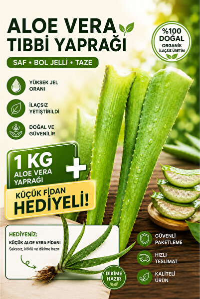 Aloe Vera Tıbbi Yaprağı saf bol jelli 1 Kg Organik İlaçsız küçük fidan hediyeli