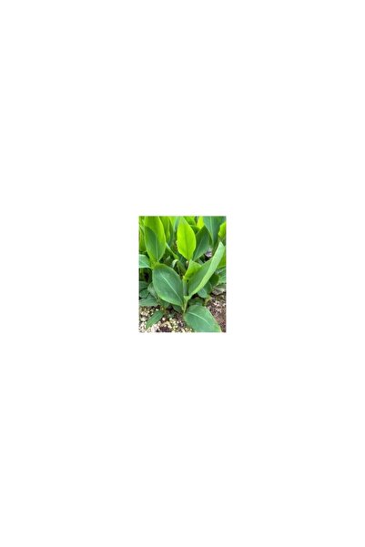Mimoza (Canna Indica Yellow King Humbert Kanna) Canna Zambağı Fidanı