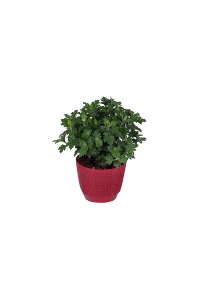 Mimoza Kasımpatı Saksı’da (Chrysanthemum) Pembe Renk 10-20 cm