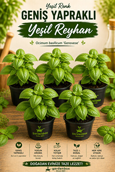 serada decor & plant Geniş Yapraklı Yeşil Reyhan Fesleğen Fidesi-5 Adet Bol V...