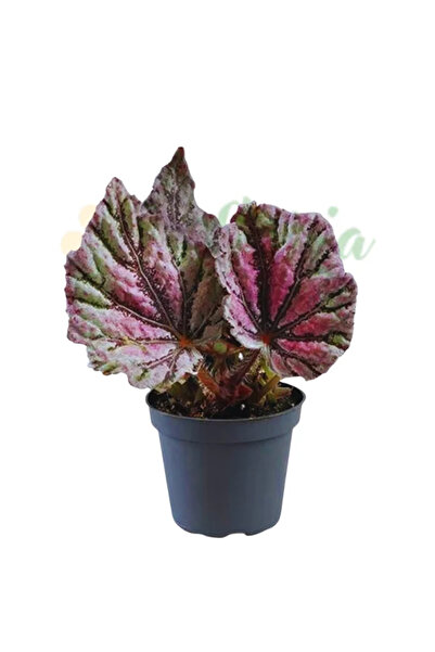 Eufloria Begonia rex 'Dew Drop' Ø6cm