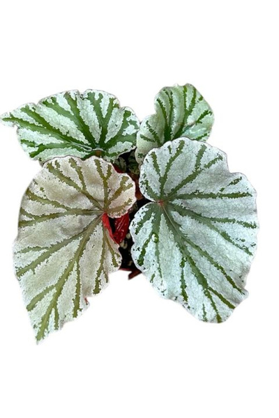 Eufloria Begonia 'Looking Glass' Ø8cm