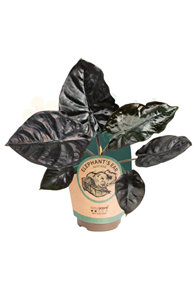 Eufloria Alocasia infernalis 'Black Magic' Ø11cm