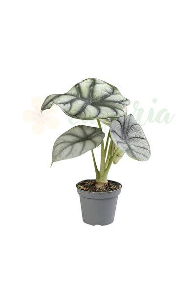 Eufloria Alocasia 'Silver Dragon' Ø6cm