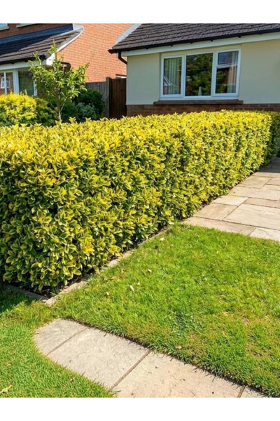 YILDIZ BOTANİK Altuni Gold Taflan Fidanı Çit Bitkisi Euonymus Japonicus Aurea 35-40 CM 3 Litre Saksıda 3 Kök Üretim