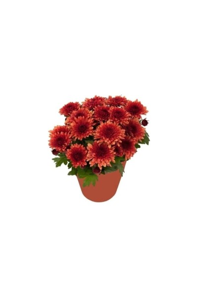 Mimoza Mor Kasımpatı Fidanı Krizantem Chrysanthemum Saksılı 10-20 Cm