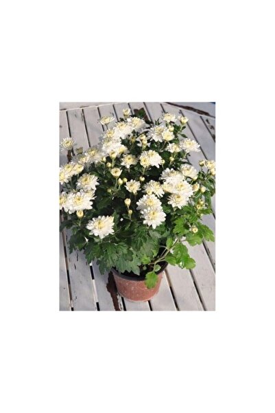 Mimoza Beyaz Kasımpatı Krizantem Hüzün Çiçeği Chrysanthemum 10-20 Cm