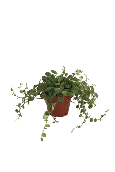 Betonish Peperomia Prostrata (Kaplumbağa Kabuğu Çiçeği)