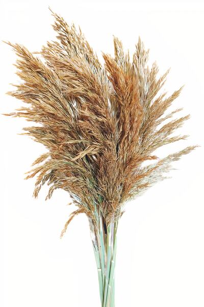 TROYA Şoklanmış Pampas Otu Naturel 15'li Demet Kuru Çiçek 100 cm