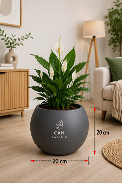 CANBOTANİK Antrasit küre saksı 20 cm dekoratif salon Saksısı (İÇLİKSİZ)