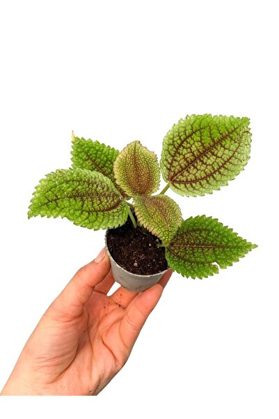 retro çiçekçilik Arkadaşlık Çiçeği Pilea Involucrata 'Moon Valley'