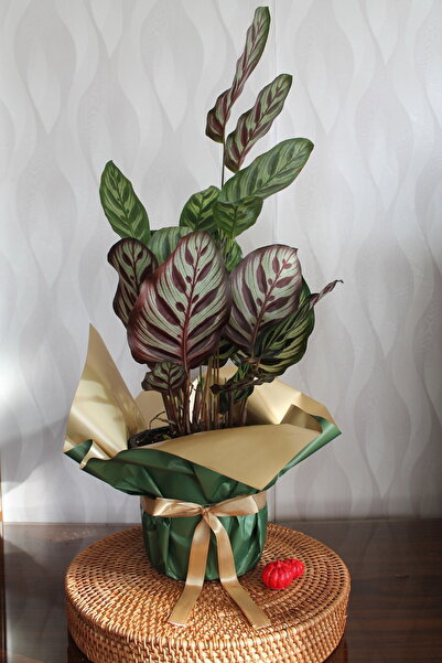 Home Mine Garden Ankara Calathea Makoyana (Dua çiçeği)