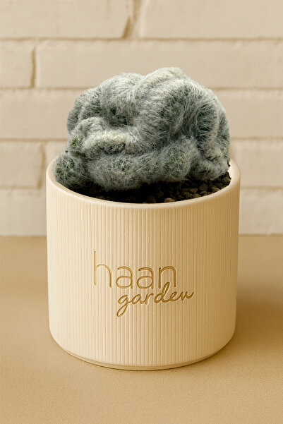 haan garden Baumii