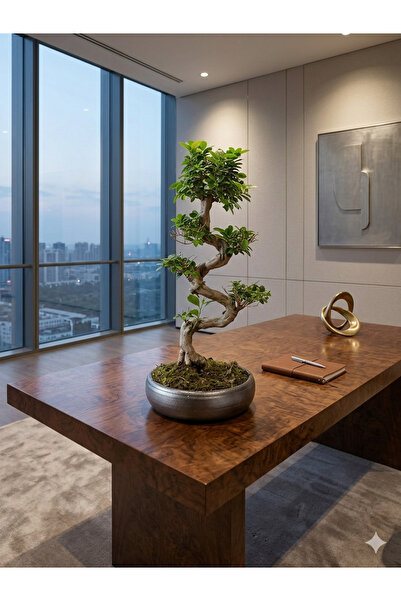 Yades Canlı Bonsai Ağacı 80 cm S Gövde - Özel genişlik 34 cm. Boy 8.5 siyah S...