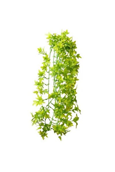 Hobby Climber Ivy Hanging Διακοσμητικό Φυτό 70cm