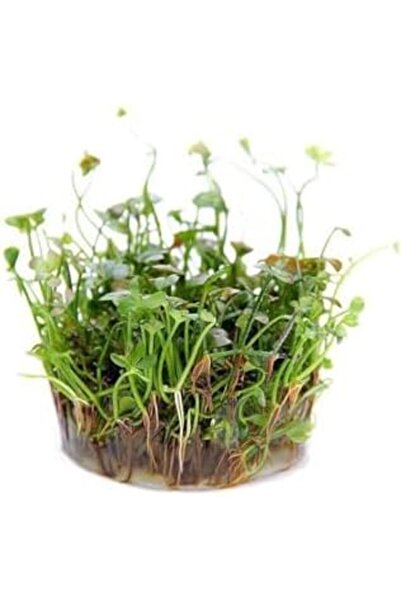 Yıldızan zkra shop Marsilea Hirsuta In Canlı Bitki 1053162