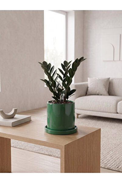 Plop Seramik Romeo Seramik Saksı Parlak Yeşil Jade Green Tabaklı Çap:15cm Yük...
