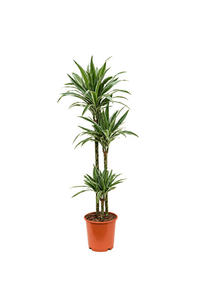 Serafina Planta Dracaena deremensis 120 cm