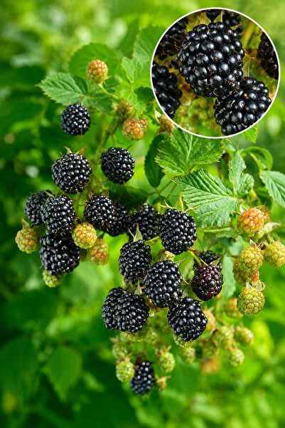 Vasada Chester Thornless Dikensiz Böğürtlen Fidanı Rubus Fruticosus Chester S...