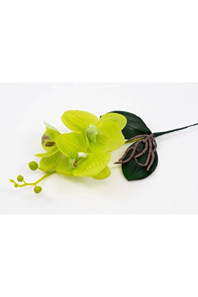 OEM Orhidee 3 Flori Verde