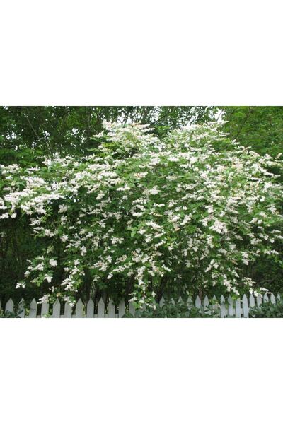 Tunç Botanik LİGUSTRUM SİNENSE 5 ADET 100-120 CM (ÇİÇEK AÇAN ÇİT BİTKİSİ)