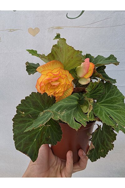 Atlas Flora Garden Gelin damat begonya
