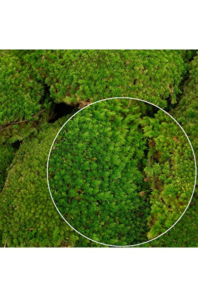 Roberto Rossi Muschi conservati bombati 185g cu acoperire 0,144mp. verde inte...