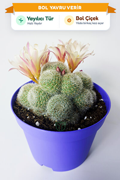 Toptan Kaktüs Rebutia Sunrise – Bol Yavrulu Çiçek Açan Kaktüs – 8.5 cm Saksıda