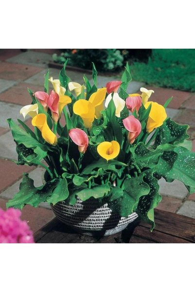 Mutlu Paket Crystal Blysh Calla Gala Çiçeği Soğanı (3 Adet Soğan)