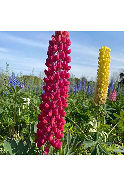 121 Light Pink and Mixed Lupinus Flower Seeds 100 Pack Perennial Long-Life Sh...
