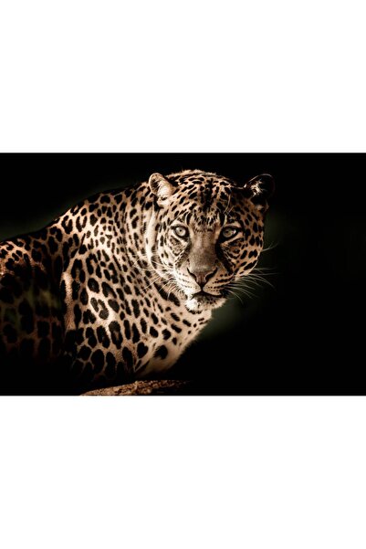 Persona Tablou canvas 100 x 70 cm, Animale model 206