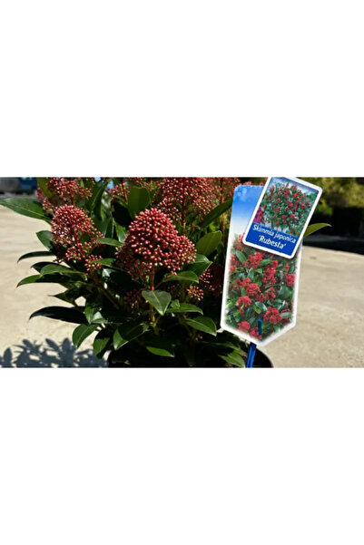 PLANTA TERRA Gradina ta începe aici Skimmia japonica Rubella, 30-40 cm