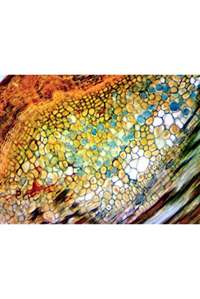 DELTA OPTICAL Cameră microscopică DLT Cam Basic 2 MP
