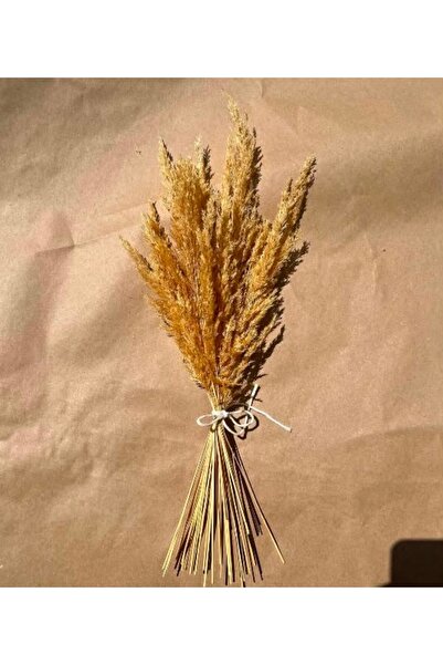 TROYA Pampas Otu Dekoratif 50 Cm 10 Adet