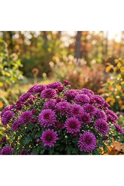 Bloom & Sow Seed Natural Purple Chrysanthemum Seeds – Profuse-Blooming, Multi...