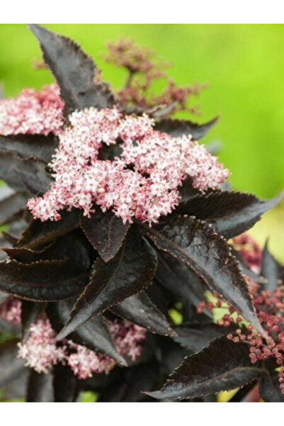 Generic Sambucus nigra, Black Columnar Elderberry