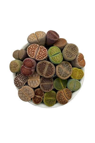 haan garden Lithops Ssp