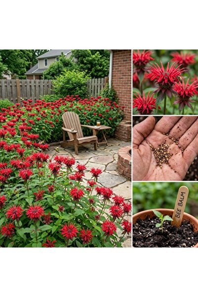 Bloom & Sow Seed بذور الموناردا الحمراء، زهور قرمزية ساطعة، عطرية ومتينة، تجذ...