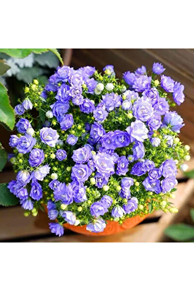 Bloom & Sow Seed بذور زهرة الجرس البنفسجية ذات الزهر المزدوج (نبات دائم متين ...