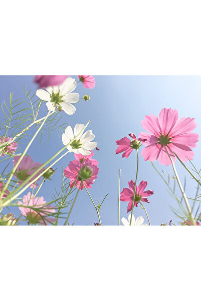 Bloom & Sow Seed بذور الكوزموس المختلطة باللونين الوردي والأبيض - أوراق رقيقة...