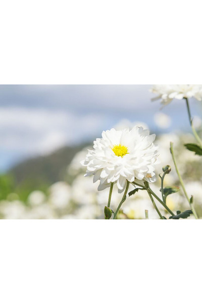 Bloom & Sow Seed بذور أقحوان بيضاء نقية متعددة البتلات، مقاومة للبرد، مناسبة ...