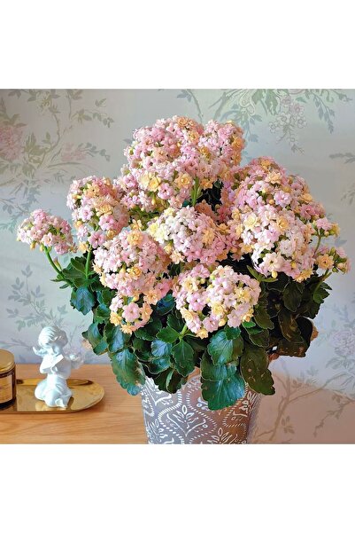 Bloom & Sow Seed Multi-cluster Soft Color Kalanchoe Seeds, Long-blooming Indo...