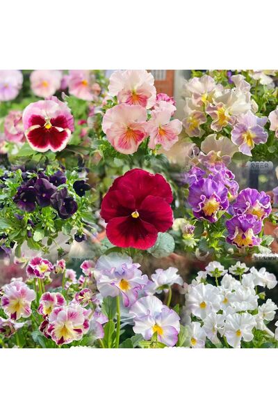 Bloom & Sow Seed بذور زهرة البانسي العملاقة متعددة الألوان، زهرة متينة للزراع...