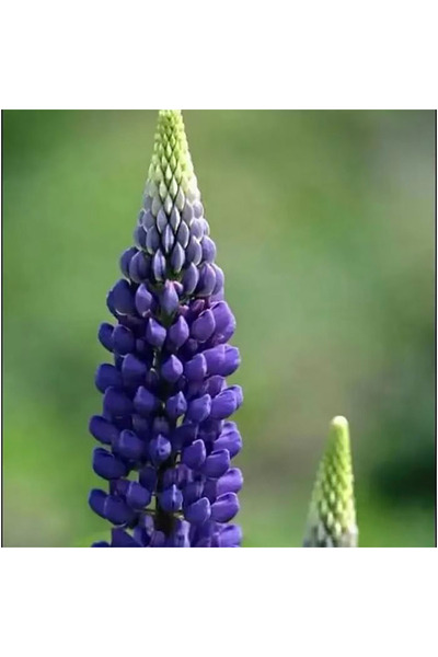 Bloom & Sow Seed بذور اللوبين الأرجوانية الداكنة، زهور على شكل أقماع لزراعة ا...